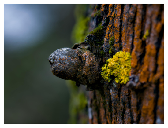 En liggande bild på en del av en trädstam. Från höger är det orange lav (?), sedan en utväxt, därefter skymtar man ljusgrön mossa/lav och längst upp till vänster ett blåaktigt sken från himmelen.
