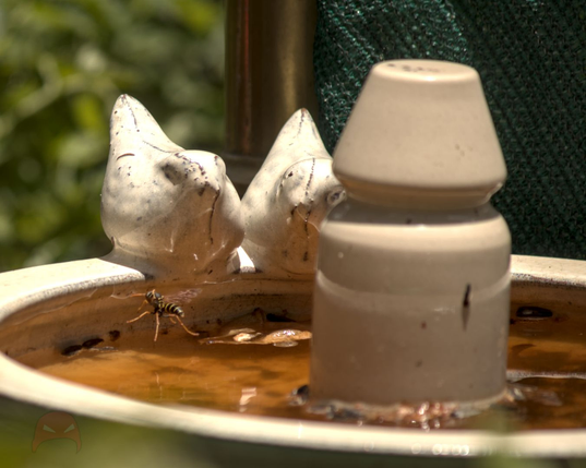 A white birdbath. In the back ground are two porcelain birds at the lip of the bath, while in the foreground a large cylinder looms out of the bath itself.

Just below the birds, a wasp can be seen hovering over the water.