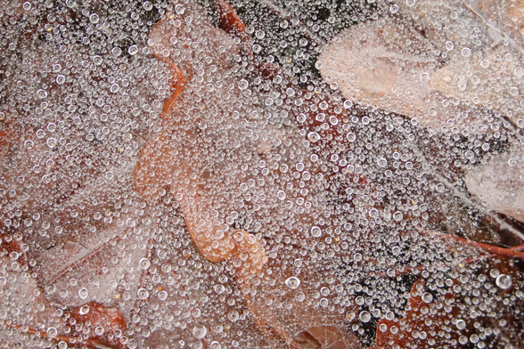 A close up photo of a spider web laden with water droplets, beyond which are fallen oak leaves