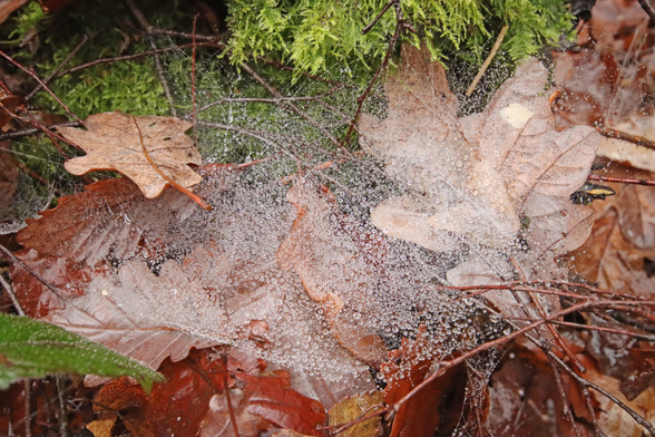 A photo of a spider web laden with water droplets, beyond which are fallen oak leaves and moss taken at a wider angle to give more context than the other shot in this post