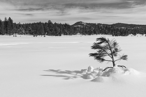 A black and white landscape photo of a flat plain of snow. In the lower right is the top of a small conifer tree sticking out of the snow. It is bent over pointing toward the distant horizon. There's a pile of snow in the direction it is pointing. The snow had fallen off of the tree top allowing it to spring up, but it was still bent over pointing. In the distance, across the plain, is a line of hills covered in conifer trees. The sky is full of wispy clouds.