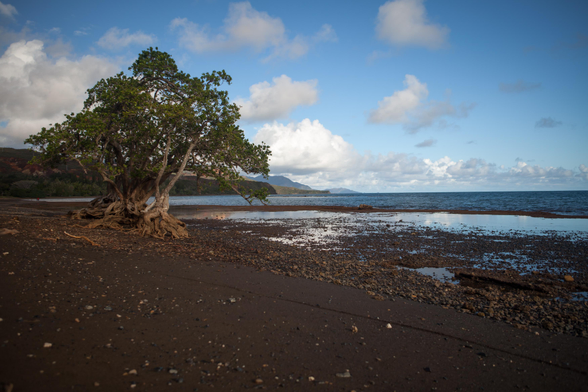 A gnarled tree with exposed roots on a beach, with a backdrop of the ocean and scattered clouds in the sky.