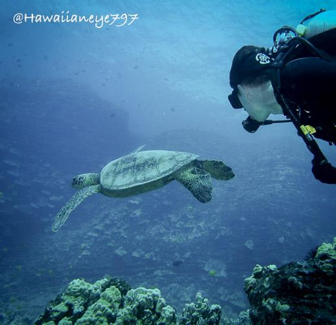 A scuba diver, right, looks on as a sea turtle swims away over a rocky reef. The sea turtle has a smooth carapace and its front flattened fin is extended.