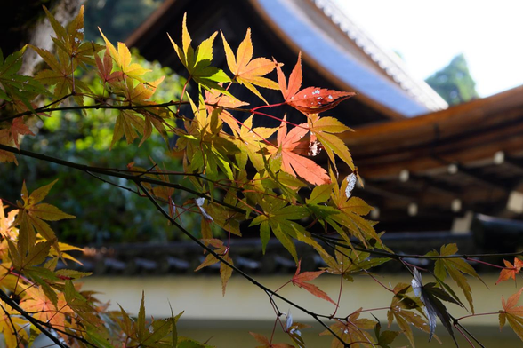 部分的に紅葉したイロハモミジ。葉によって赤・黄・緑が入り混じったような複雑な色合いになっている。奥に見える屋根は南禅寺の塔頭、南禅院。/ 2025.12.07 南禅寺から
