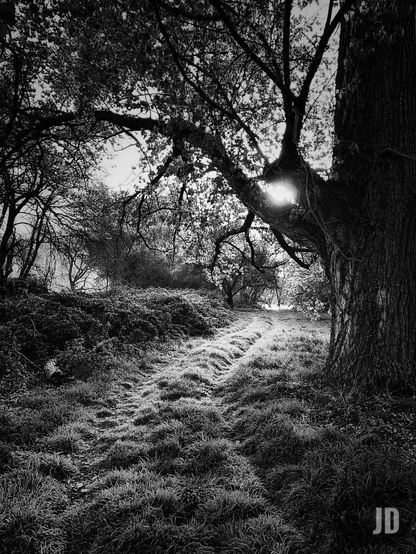Fotografía en blanco y negro que representa un sendero natural en un entorno boscoso o de arboleda.
El centro de la imagen está dominado por un camino cubierto de hierba, con un marcado relieve, que se extiende desde el primer plano hasta el fondo.
La escena está en alto contraste. La luz del sol es intensa y se filtra a través de las ramas de un gran árbol oscuro en la derecha superior, creando un efecto de resplandor o flare que ilumina la hierba del camino. Este contraluz genera un ambiente dramático y etéreo.
El sendero está flanqueado por densa vegetación, arbustos y árboles altos, especialmente el tronco grueso en el lado derecho que ancla la composición.
