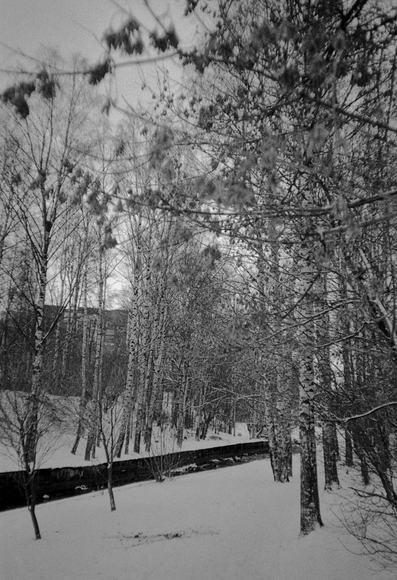 A black-and-white photograph. A birch grove. Snow lies on the ground. A dark stream cuts diagonally through the center of the image.