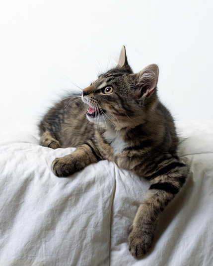 Your Daily Dose of Fluff 🐾

Rumour and Snickers are all healed up after their neuter surgery and living the life of Riley! 🥰
