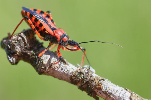 Punaise noire et rouge au rostre puissant de mêmes couleurs. Elle est posée sur une branchette et présente une posture d'intimidation avec le corps tendu vers l'avant.
