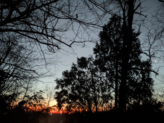 Photo of the brightening horizon behind the dark silhouettes of trees. The horizon is shades of pink, red and orange. Halfway up the frame on the right side, the crescent moon shines amidst a tangle of bare branches.