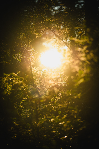 A photograph of the late evening sun, framed by green bushes and trees.

The foreground bushes are in focus, leaving the background greenery and sun a soft blur.