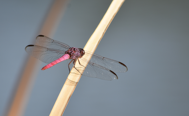 an insect landed on a stick