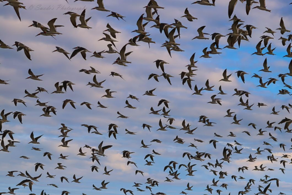 "The sky is a vast canvas, brushed with soft pastels—lavender, blush, and powder blue—where light and cloud mingle in gentle layers. Against this dreamy backdrop, a sweeping flock of black skimmers arcs across the heavens in synchronized flight. Their wings slice the air in rhythmic unison, long and slender, with black upperparts and white underbellies flashing in motion. The birds form a loose, undulating wave—some clustered, others trailing—like a living ribbon stitched across the sky. Their lower mandibles, longer than the upper, hint at their namesake behavior, though here they are airborne, not skimming water. The scene feels ceremonial, as if the flock is performing a rite of passage or seasonal migration, their silhouettes dancing in the light between cloud and clarity. The image captures motion, unity, and the quiet grandeur of nature’s choreography." - Microsoft Copilot