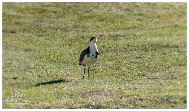 A Masked Lapwing, a wading bird with a black cap, white chest, grey wings, and striking yellow facial wattles, stands in a low cut, patchy green and brown grassy field, looking directly forward. The sun casts a small shadow to its left.