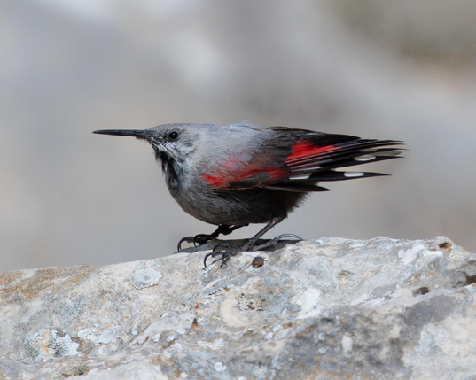A wallcreeper, grey with red patches.