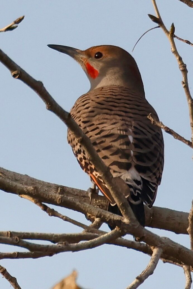 a pretty woodpecker with a pink patch on its neck glows in the warmth of the setting sun