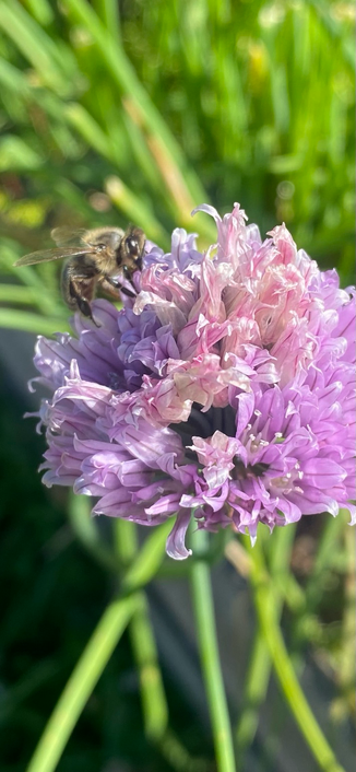 Pink-purple chive flower with a bee. Blurred green foliage in the background
