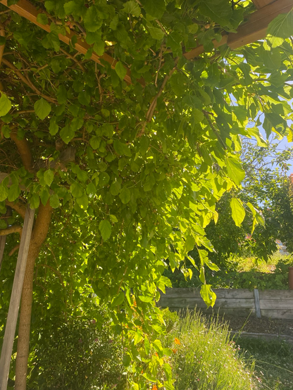 Sunlight shining through leafy green of a mulberry tree