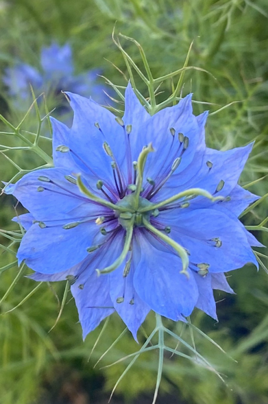 Close-up photograph of a blue flower with green stamen. Prickly green foliage in the blurred background