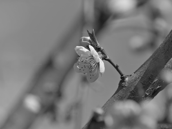 Flower, closeup, black and white, photo
