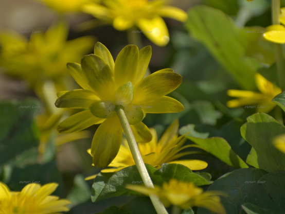 Flower, closeup, color, photo