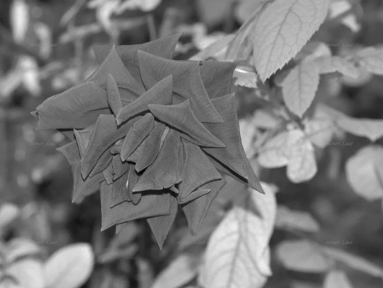 Rose, closeup, black and white, photo