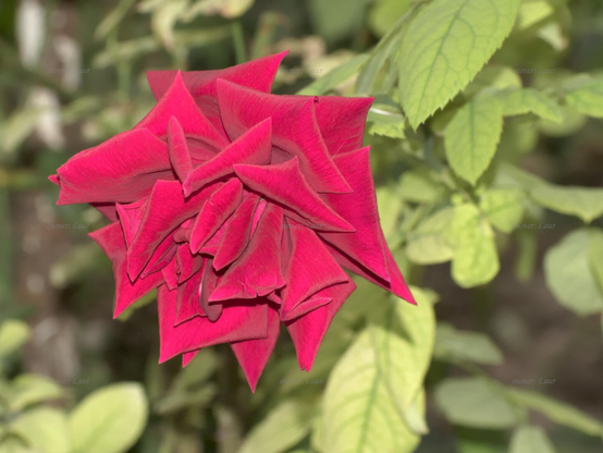 Rose, closeup, color, photo