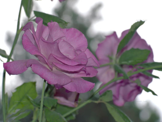 Rose, closeup, color, photo