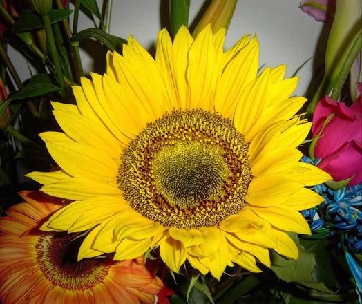 A blindingly bright sunflower won’t be ignored.
Photograph by M. Gax