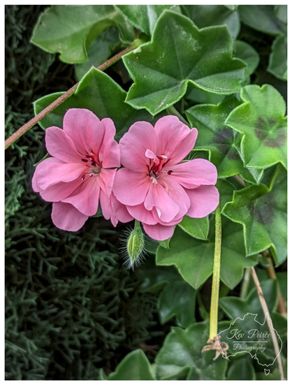 A close up photograph featuring two soft pink geranium or ivy leaf geranium blossoms. The flowers have five petals each and dark centers.  Below them is a single, fuzzy green bud. They are surrounded by bright green, ivy like leaves, some showing a dark, reddish brown zonal pattern. The background is composed of dark, blurry green foliage.