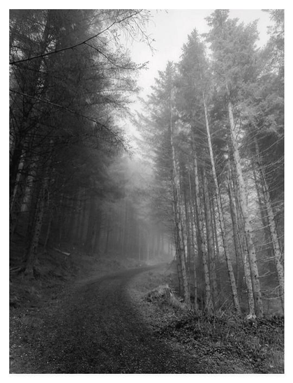 Black and white moody portrait photograph of a pathway within a misty tree plantation.