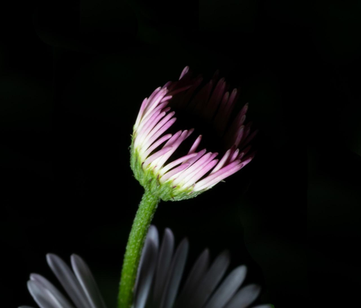 A photo of a flower. A green stem with a green base. The petals are calf open, like a water glass. The petals are white and purple. There is a hard light from the side so only half the flower is visible and the rest is black. 