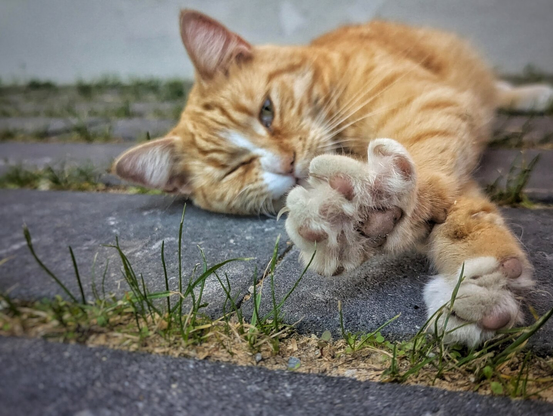 A ginger tabby cat lounges on its side on an outdoor paved surface. The cat’s front paws are stretched out in front of its face, with one paw slightly raised. Its left eye is open and attentive, while its right eye is gently closed. The fur is a warm orange with subtle stripes, and the background features patches of green grass growing between the paving stones. The scene captures a relaxed, candid moment of a cat in its environment.