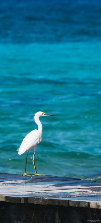 A Snowy Egret stands on a pier gazing at the beautiful Cozumel water. 