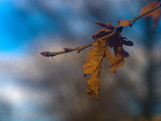 Colour picture of dry leafes