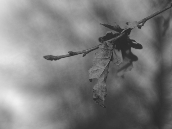 BW Picture of dry leaves