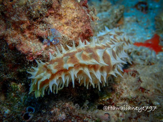 A tan sea cucumber covered with light-colored spikes on a rocky ocean reef. 