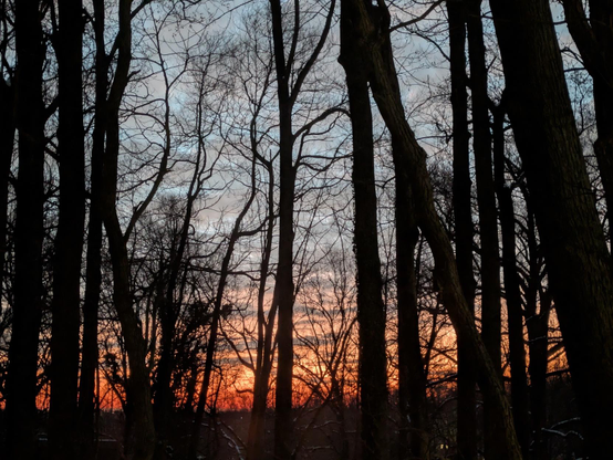 Photo of early morning glow above the horizon, as seen through the dark and bare silhouettes of trees in the woods. The sky glows pink, orange, red and gold.