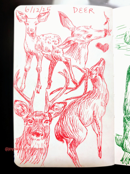 A sketchbook page of 4 drawings of deer in pink pen. At the top is the text 6/12/25 and Deer. The top left is a fawn looking at the viewer. To the right is a fawn's head eating a plant. At the bottom left is an adult deer with antlers looking straight at the viewer. At the right is a full body of a deer with antlers slightly leaping up.