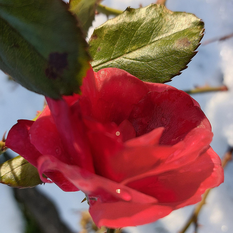 Bright red rose blossom with green leaves in winter light. One petal is frostbitten and looks like wax.