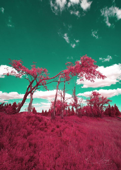 photo of gnarly thin trees, windswept and partially destroyed by winter seasons. Remaining branches full of leafs in summer, sky open and dappled with fluffy clouds