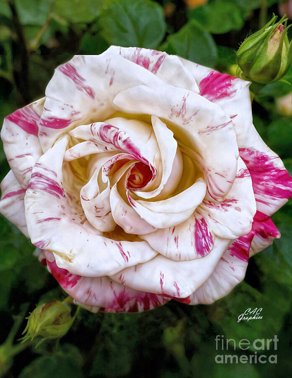 Peppermint Swirl Colored Rose
