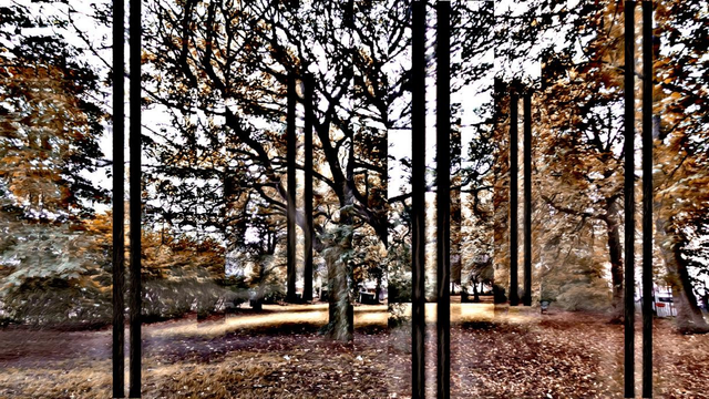 Autumnal scene of yellow leaved tree with dropped  and fully leaved trees around it. Brown leaves on the ground. Image has various narrow , vertical rectangular sections that shift and refract the image with three thick black lined diffraction areas and two third frame black lined rectangular areas that appear to be set back and between the larger lines. Lightning or  kirlian types energy areas form around the three black lined rectangles.