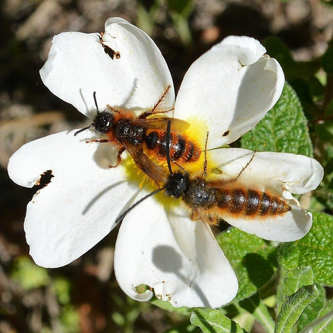 A photo of two fuzzy wasps on a white flower.