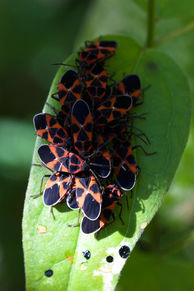 Agrégat d'une vingtaine de punaise rouge et noire sur du Dompte-venin, une plant toxique des milieux secs. Cette punaise, Tropidothorax leucopterus, emmagasine les toxines de la plante dans son corps, ce qui la protège des prédateurs.