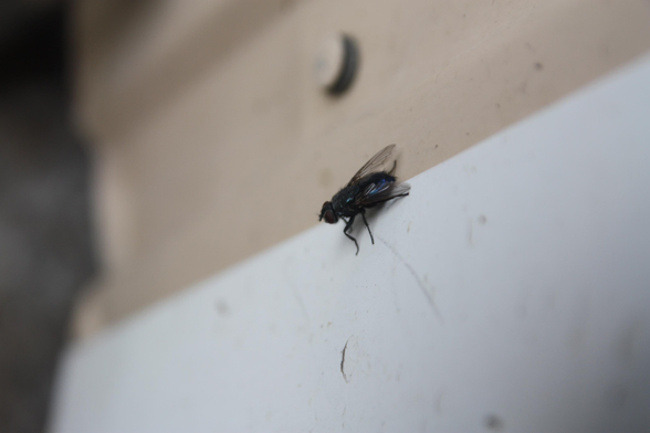 a closeup of a fly from the side. You can see the little hairs on the legs and how uneven the wings are when looking closely