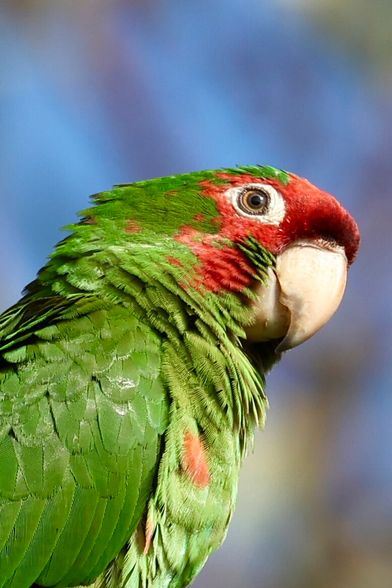 a bird with a sharp beak and feathers the colors of gumdrops.