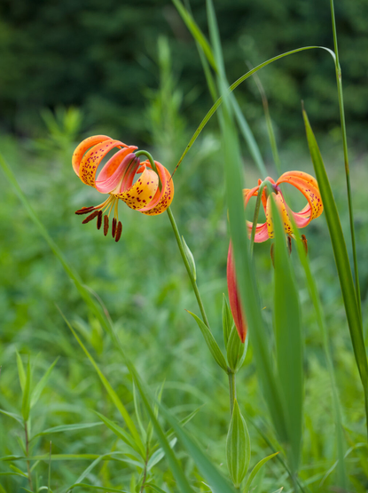 Two orange wild lilies tilted down; one of them is partially obscured by leaves.