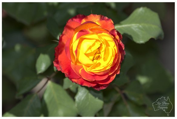 A close up, top down shot of a bi coloured rose. The centre is a bright, deep yellow that transitions to a brilliant fiery red and orange blend on the outer petals.  The rose is in full bloom and is set against a softly blurred background of dark green leaves.