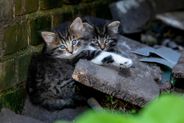 Your Daily Dose of Fluff 🐾

Where we were, where we are.
Snickers and Rumour then and now! 🥰