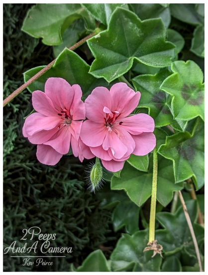 A close up photograph featuring two soft pink geranium or ivy leaf geranium blossoms. The flowers have five petals each and dark centers.

Below them is a single, fuzzy green bud. They are surrounded by bright green, ivy like leaves, some showing a dark, reddish brown zonal pattern. The background is composed of dark, blurry green foliage.